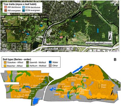 Mycorrhizal Association Better Predicts Tree Effects on Soil Than Leaf Habit